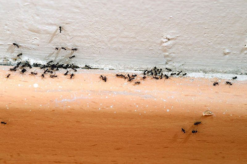 ants inside a home