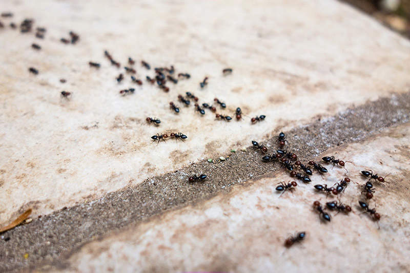 black ants