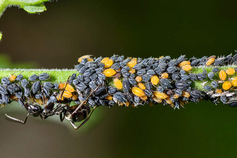 mass of aphids