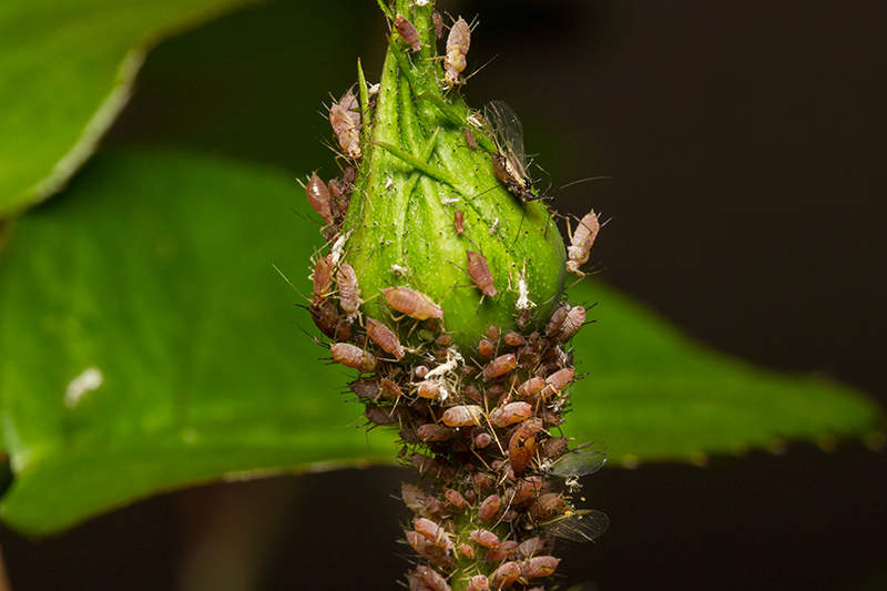 aphids on a rose bud