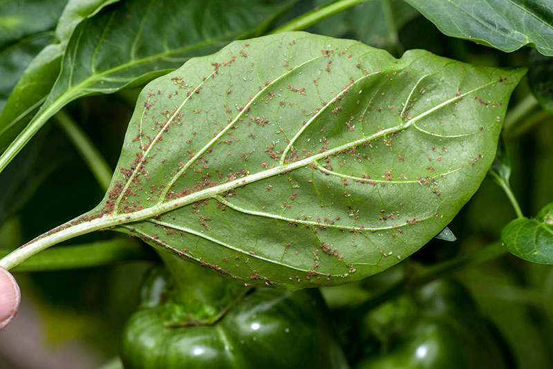 adult aphids