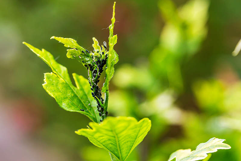 aphids feeding