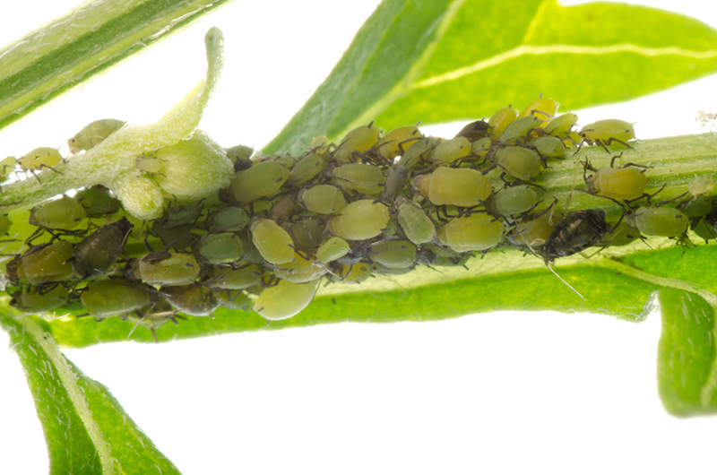 cluster of aphids on a plant