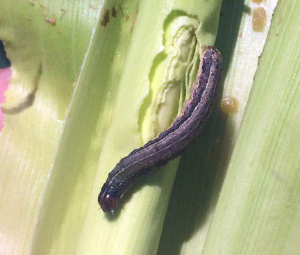 feeding Armyworm