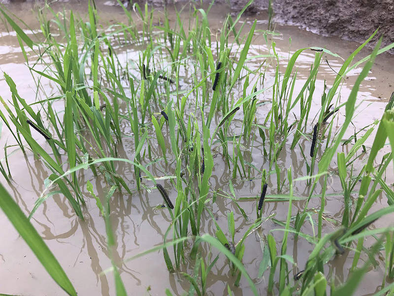 Southern Armyworm feeding on rice grass