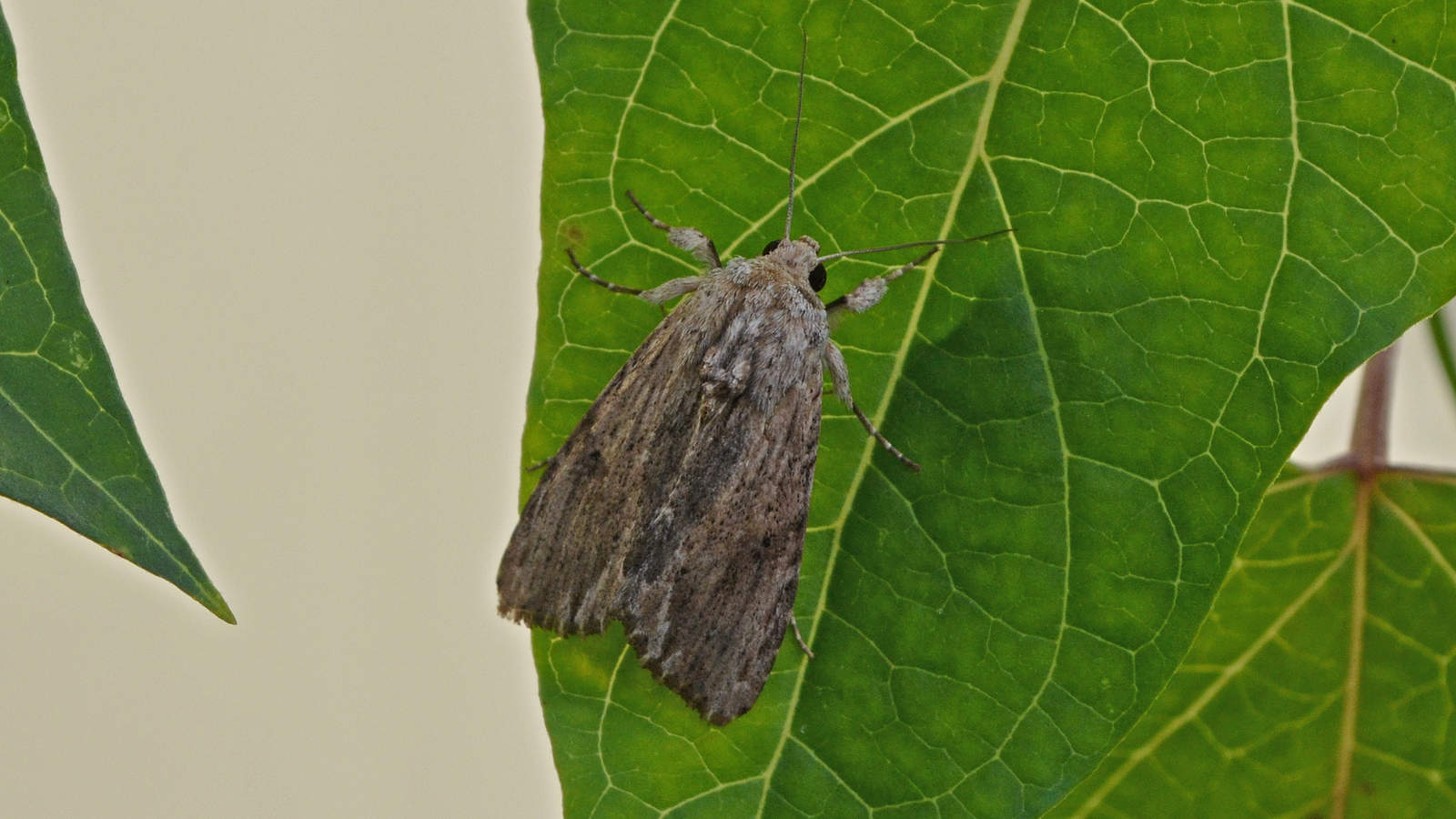 adult Southern Armyworm Moth