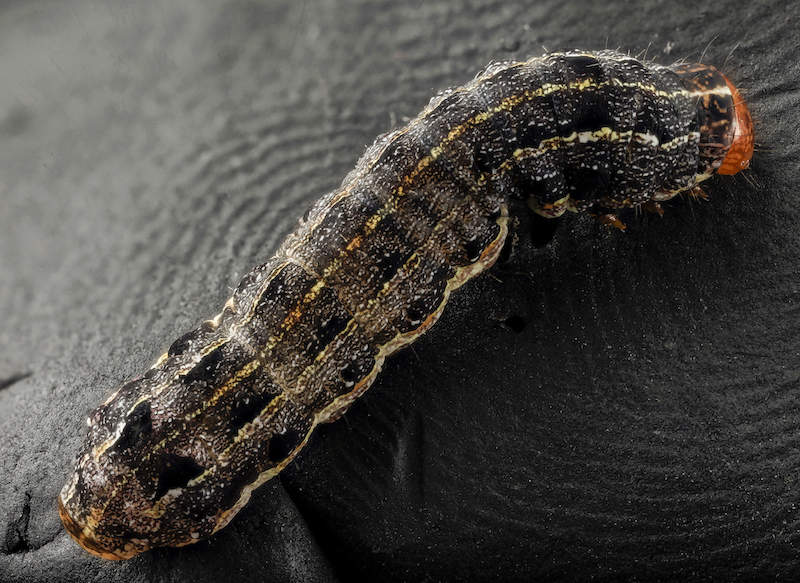 Southern Armyworm