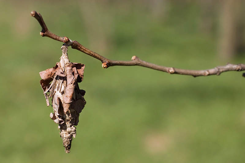 bagworm