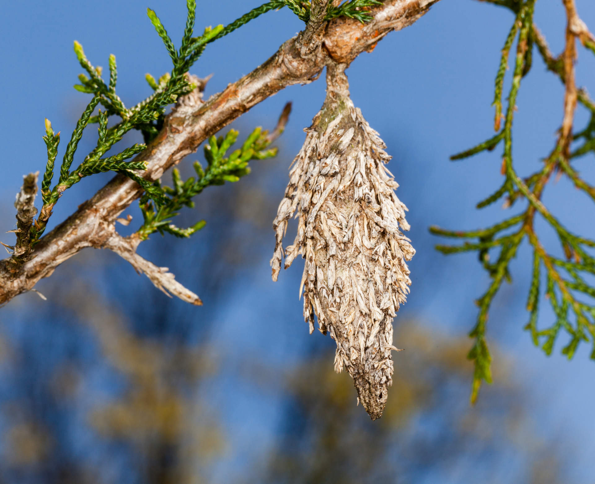 bagworm on pine tree