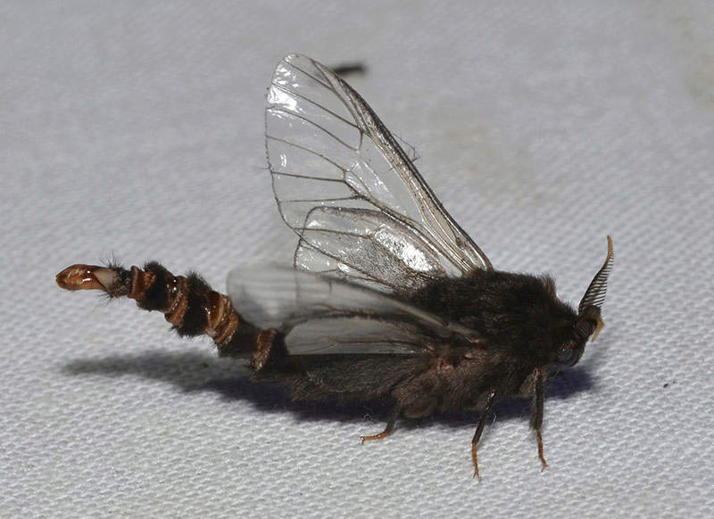 adult bagworm moth