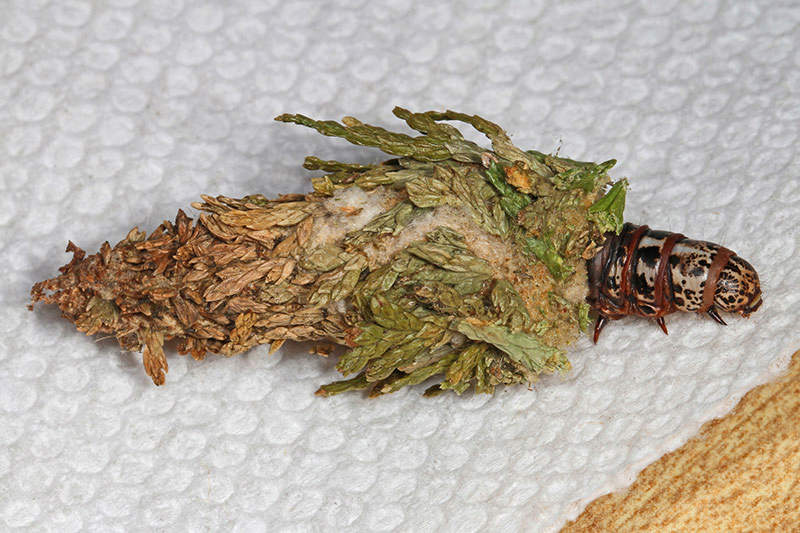 bagworm