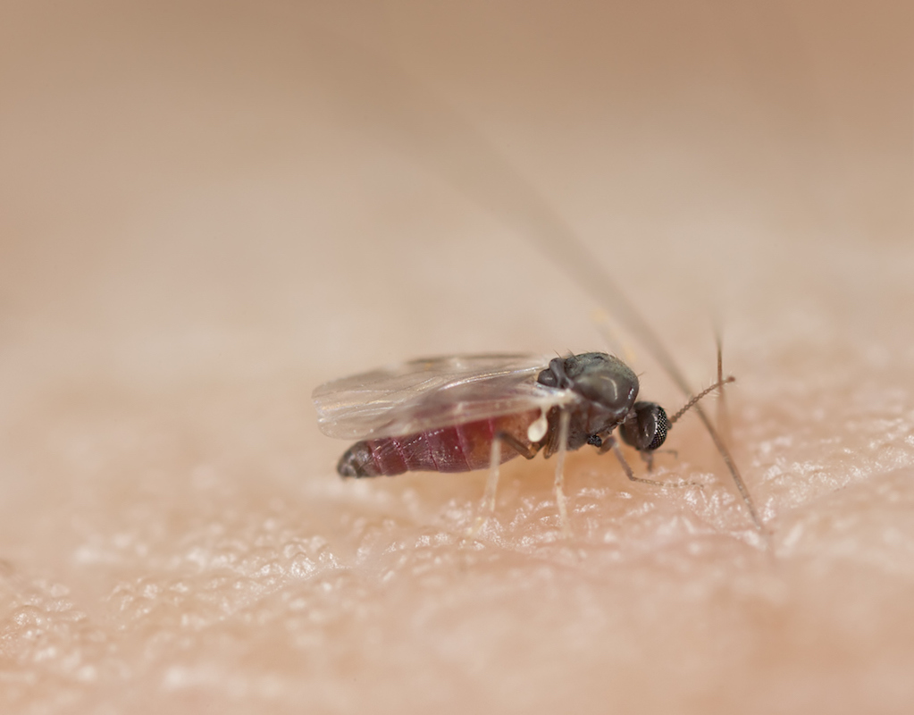 Black fly on human skin