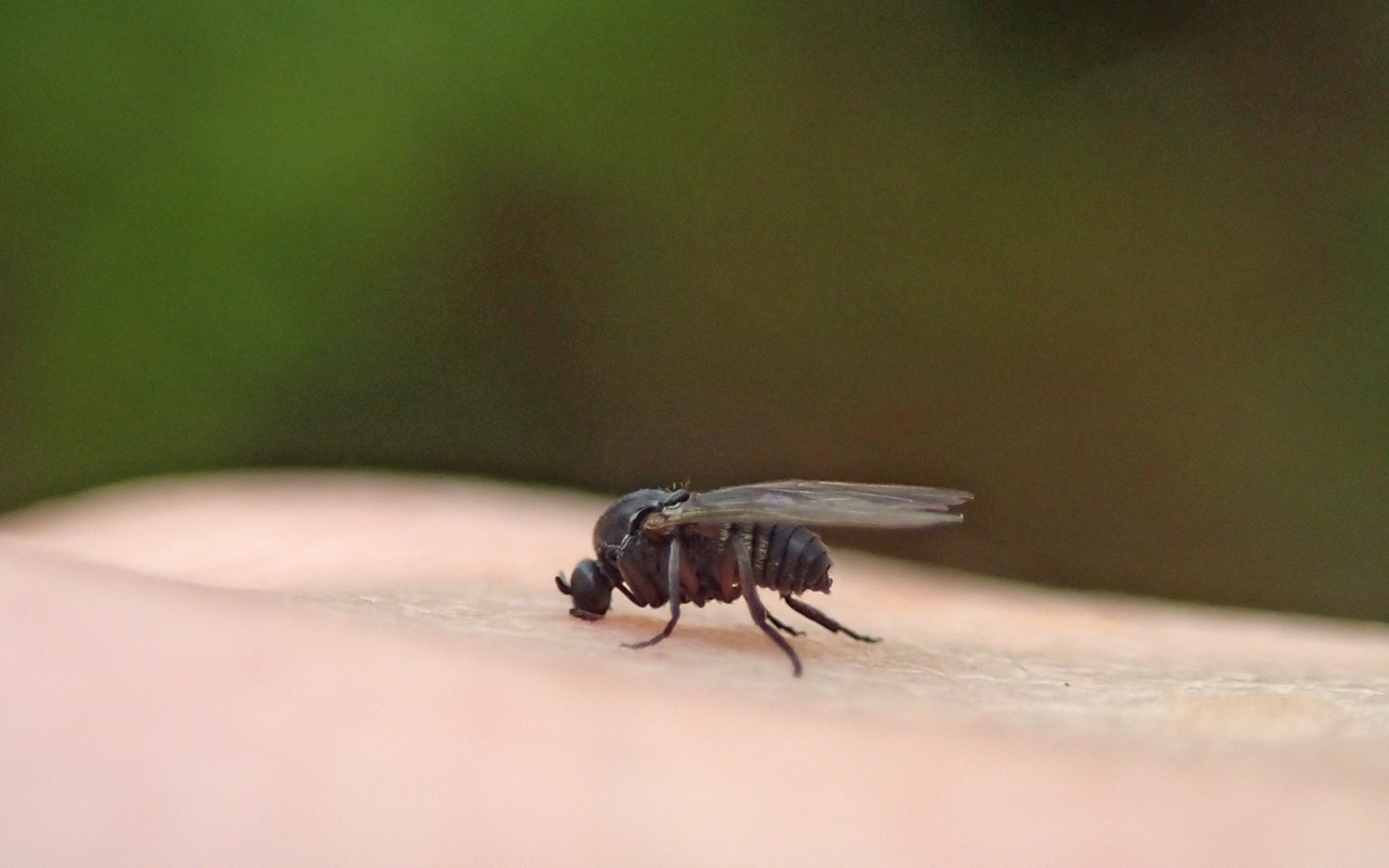 Black fly on human skin