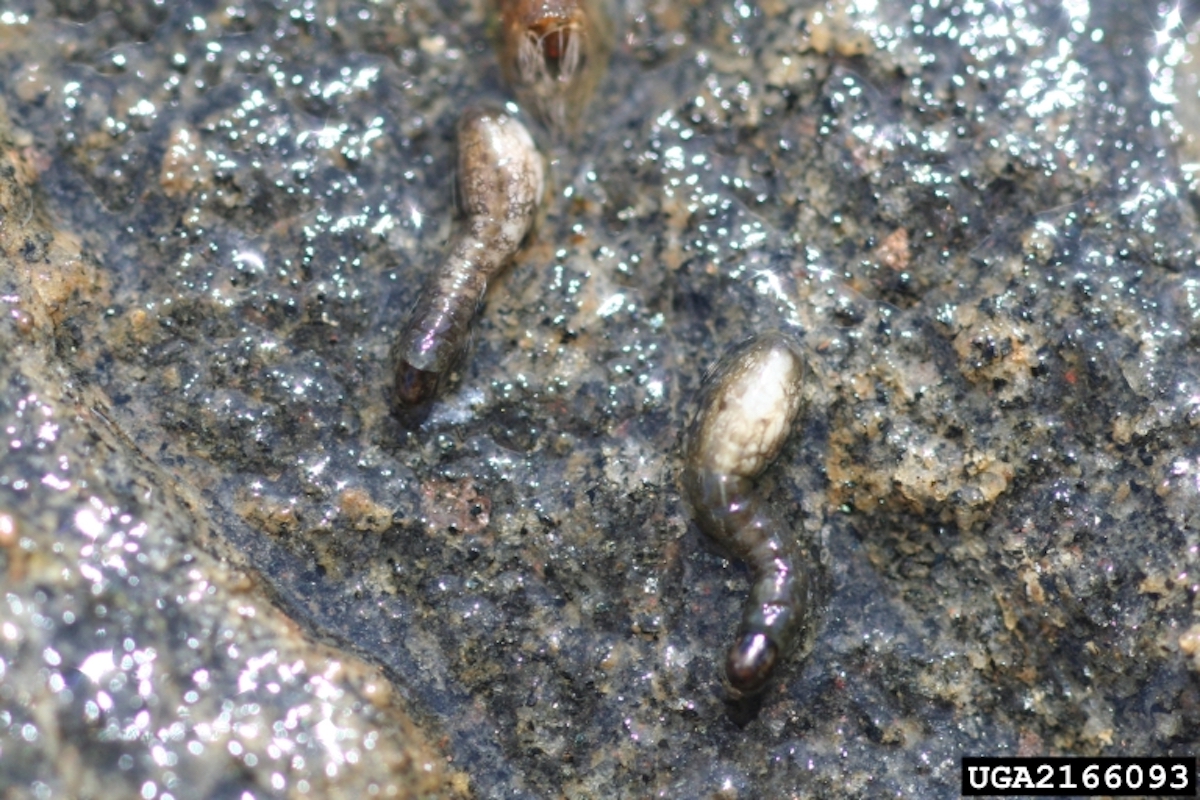 black fly larvae