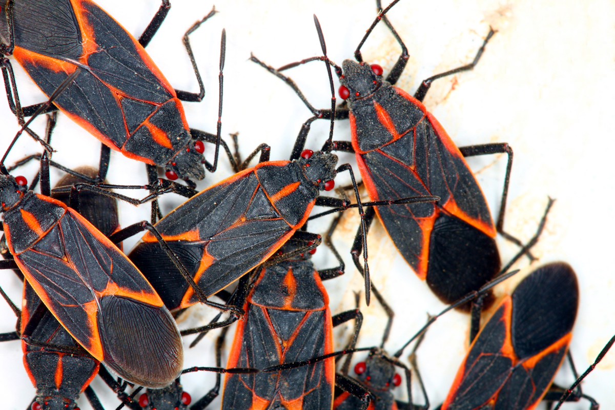 Close up image of Boxelder bugs