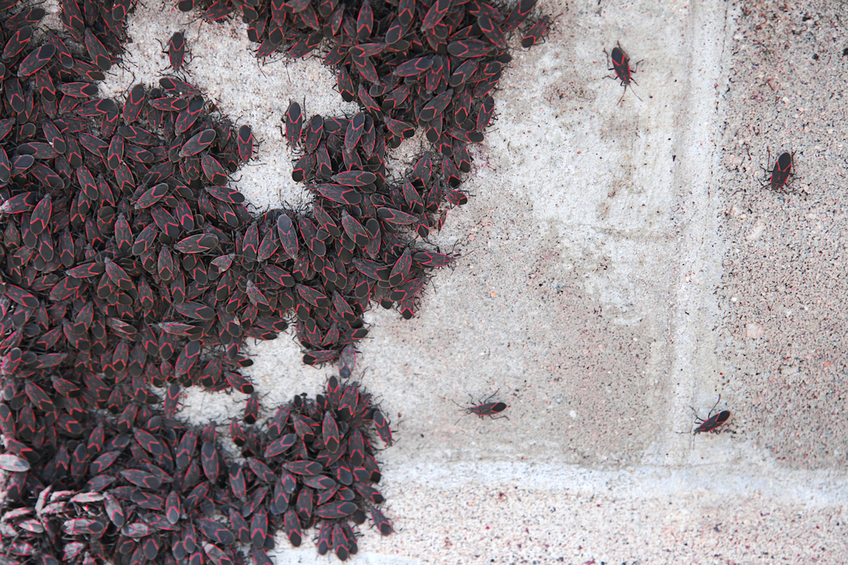 swarm of Boxelder bugs