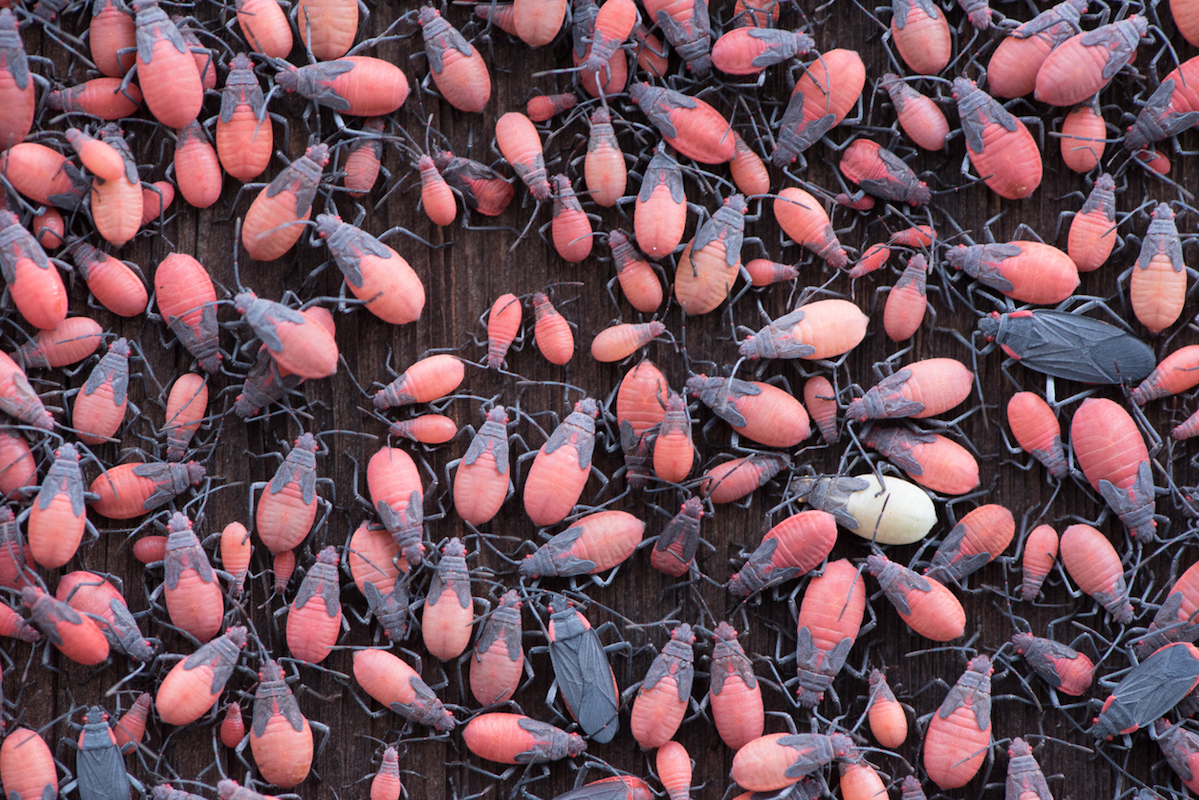 Swarm of Boxelder bugs