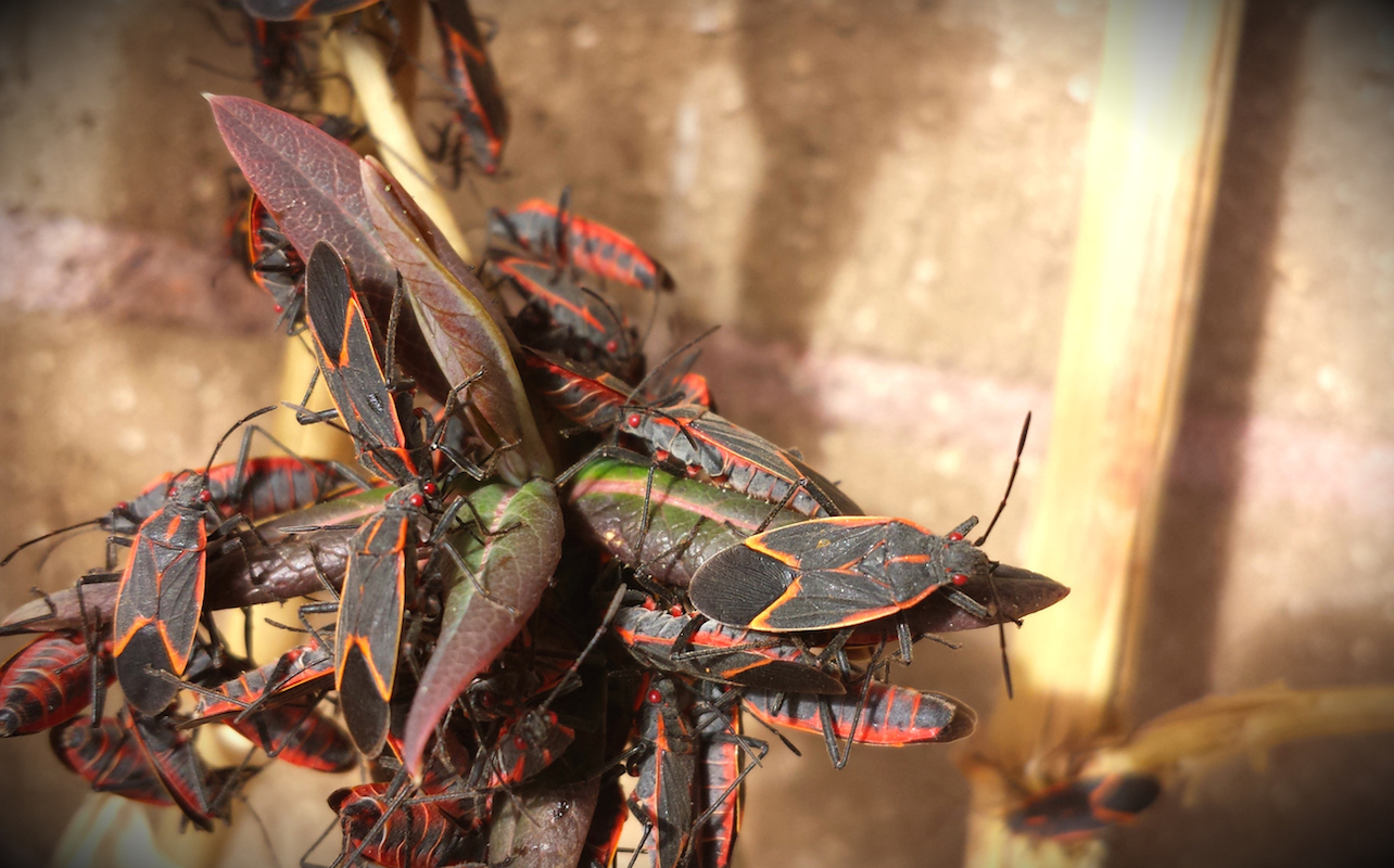 Colony of Boxelder bugs