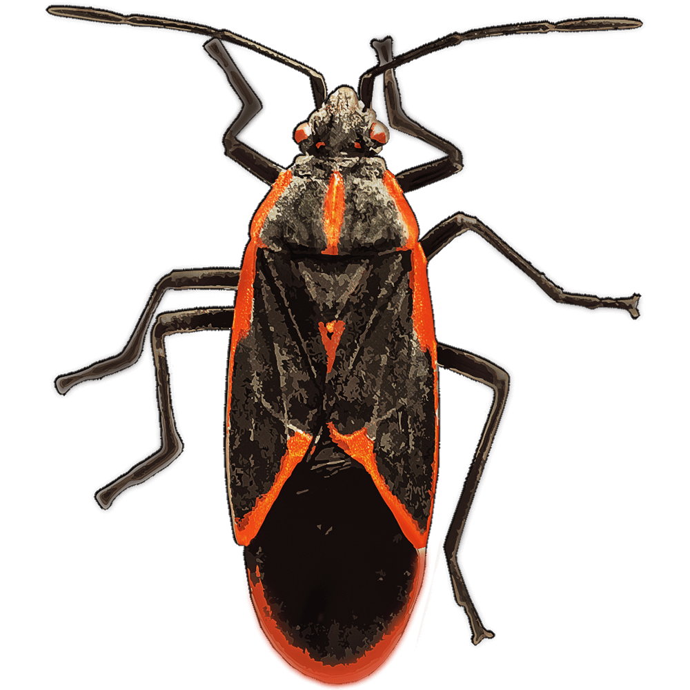 Boxelder bug