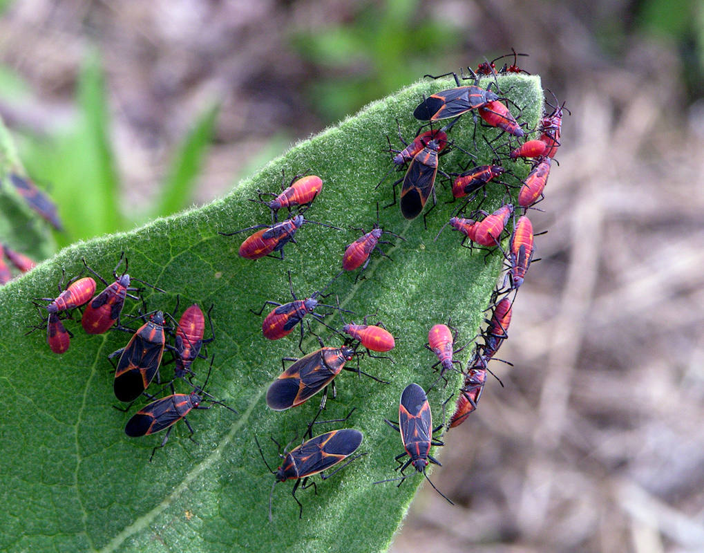 Boxelder bugs on trees