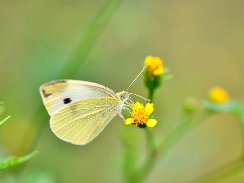 small cabbage white butterfly