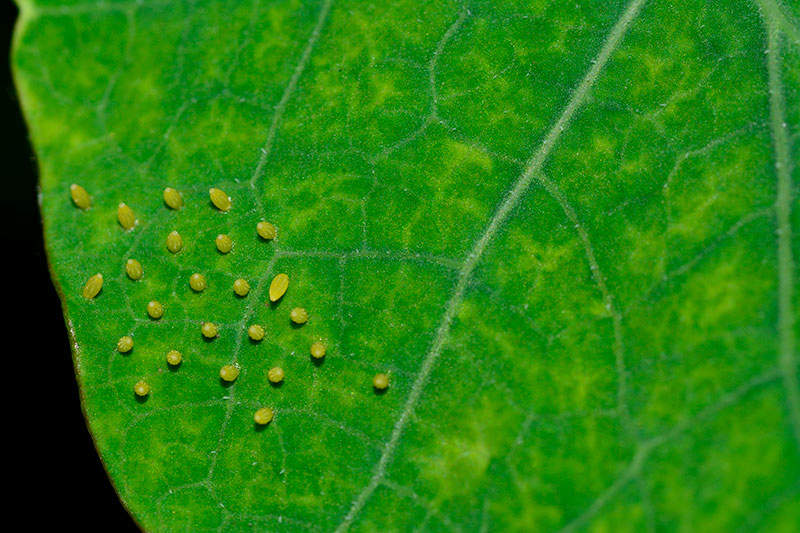 Cabbage worm eggs