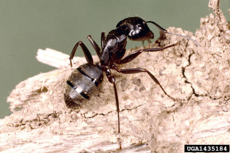 Close up of a black carpenter ant.