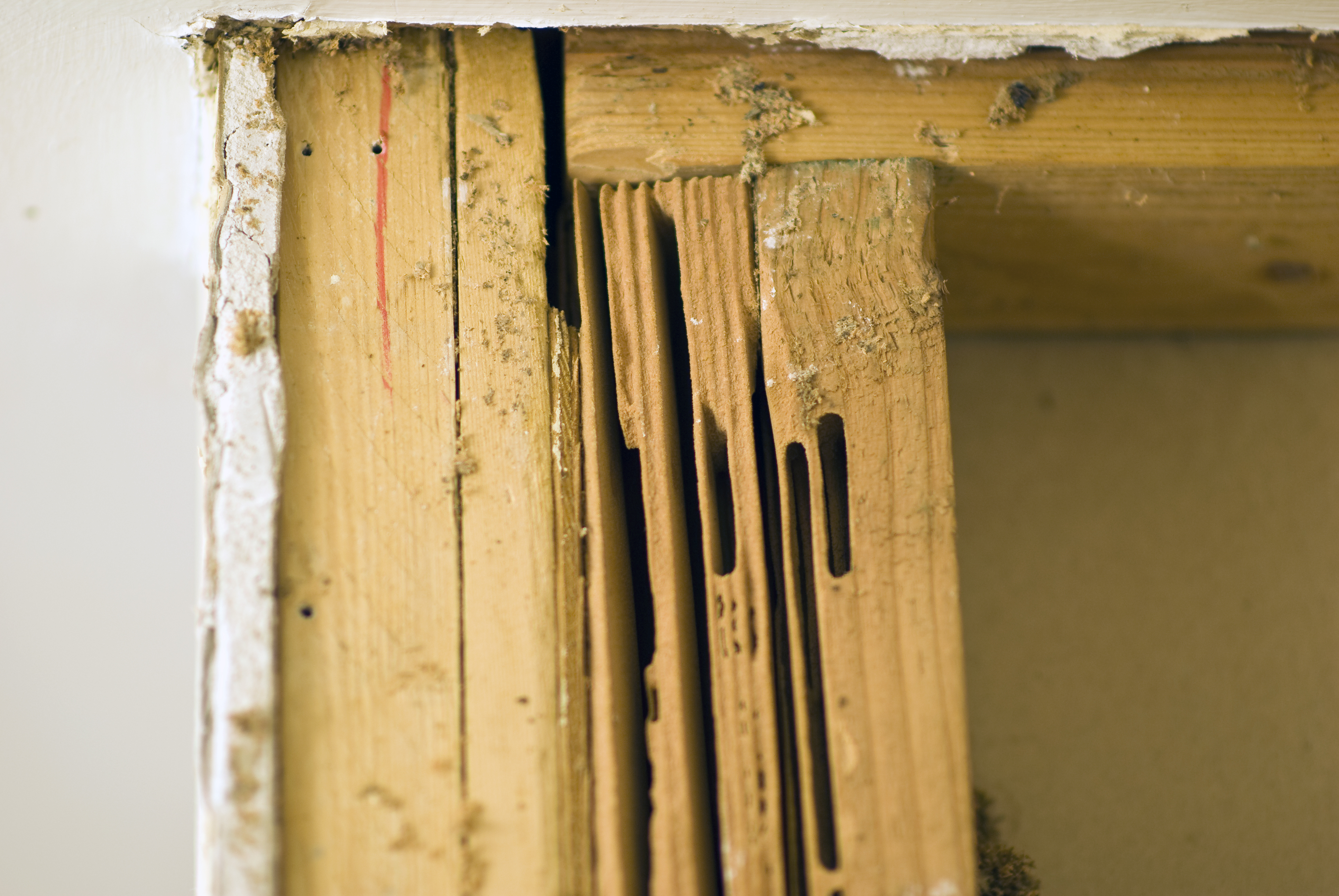 Wood damage caused by carpenter ants.