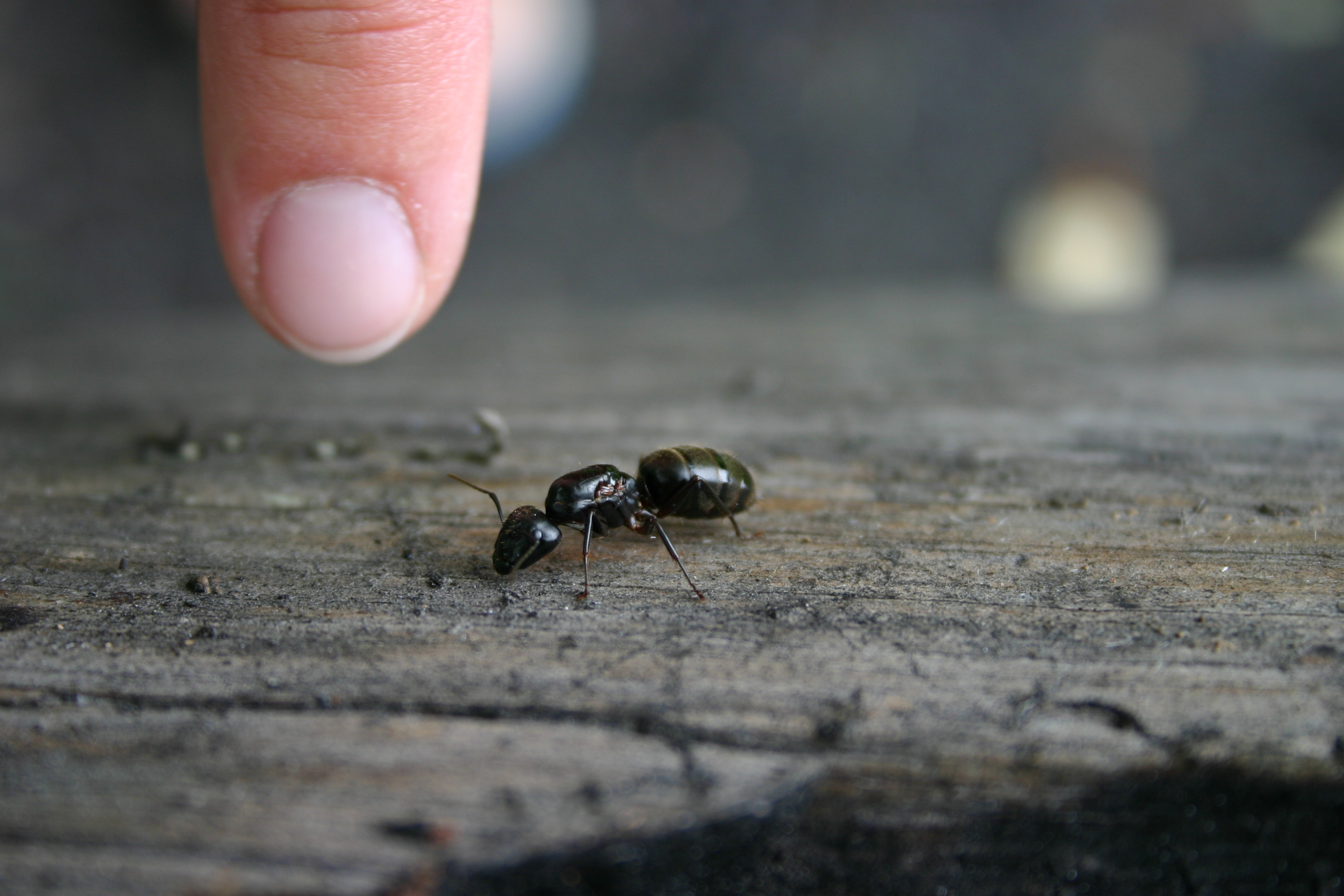 Carpenter ant next to a finger for size.