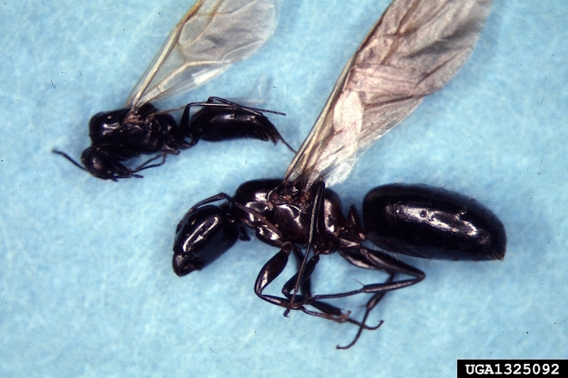 2 winged carpenter ants.