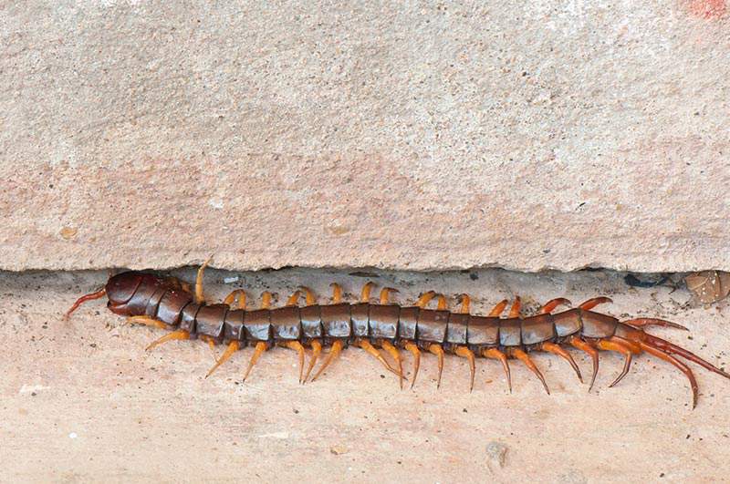 Adult Centipede