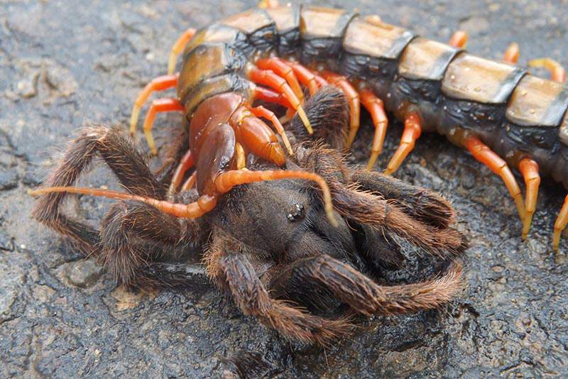 Centipede eating a tarantula 