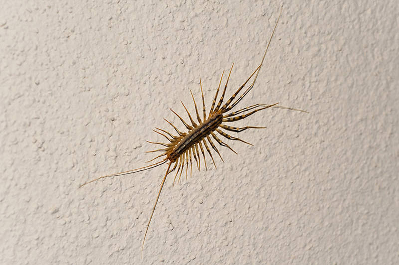 Adult Centipede