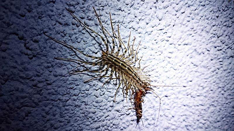 Adult Centipede