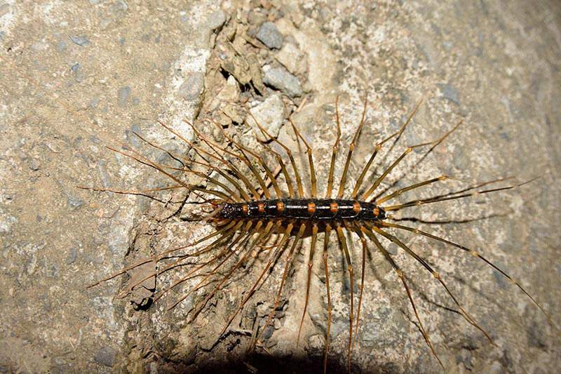 Adult Centipede