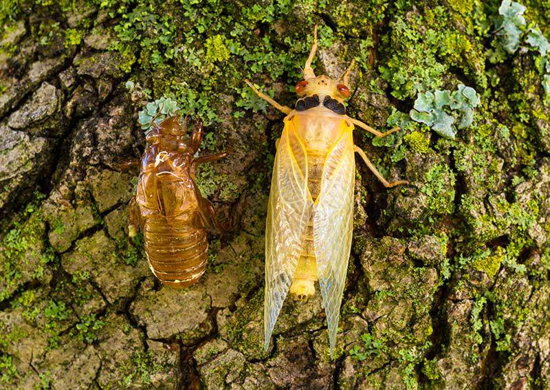 molted adult ciada