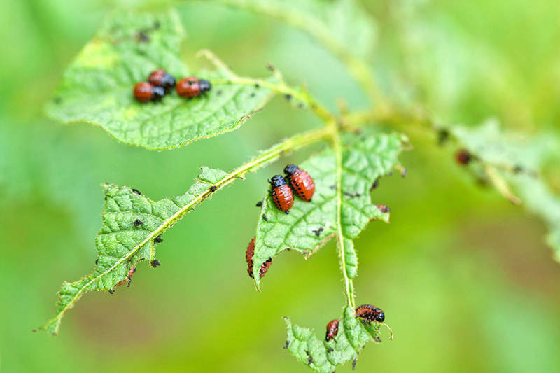 Colorado beetle