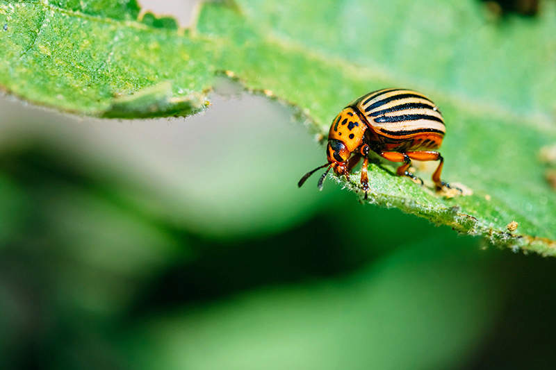 colorado beetle on leaf