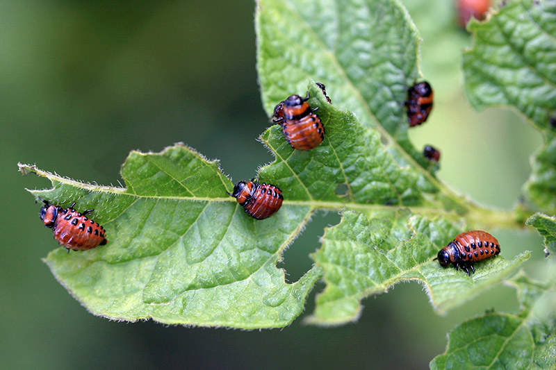 colorado beetle larvae