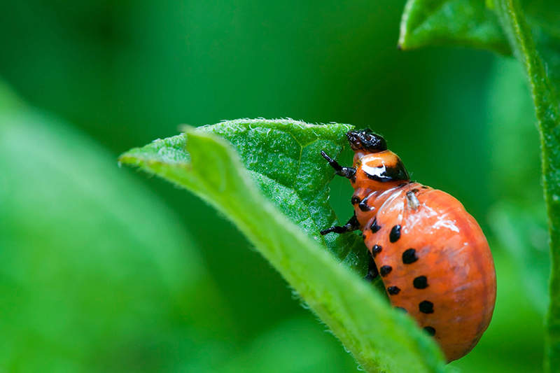 close up of colorado beetle larvae