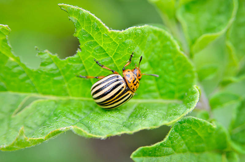 adult stripped Colorado beetle
