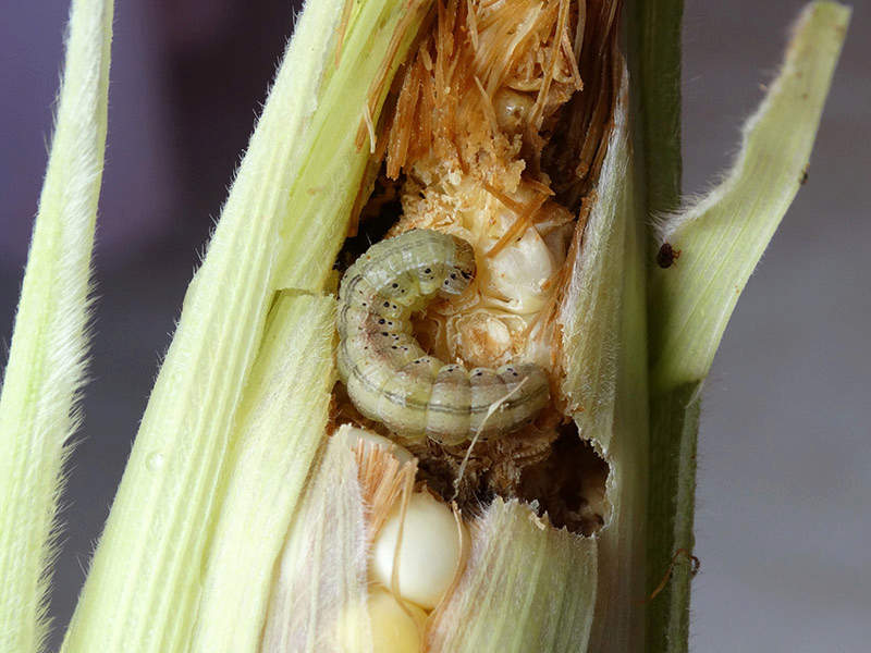 Corn earworm eating