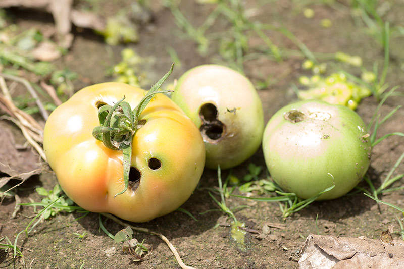 Corn earworm damaging tomato crop