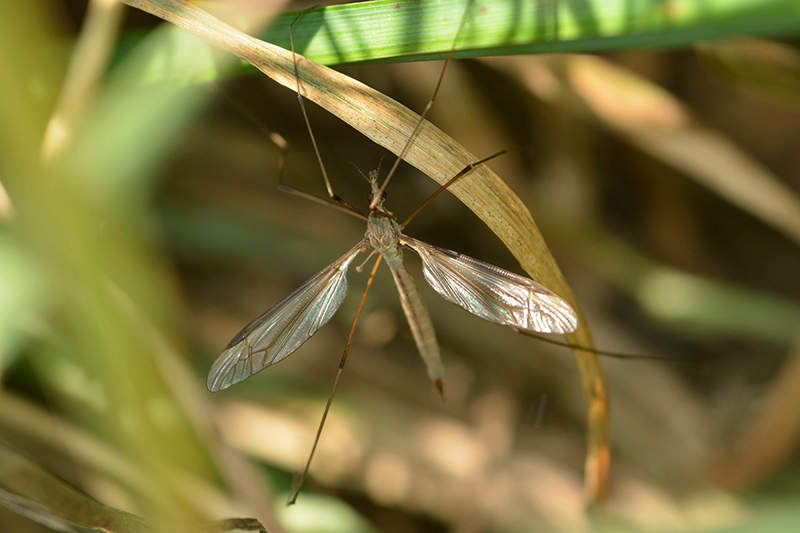 crane fly