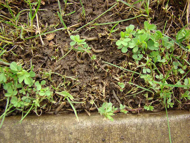 larvae in the ground