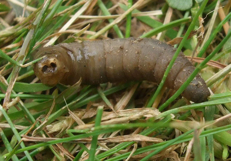 crane fly larvae