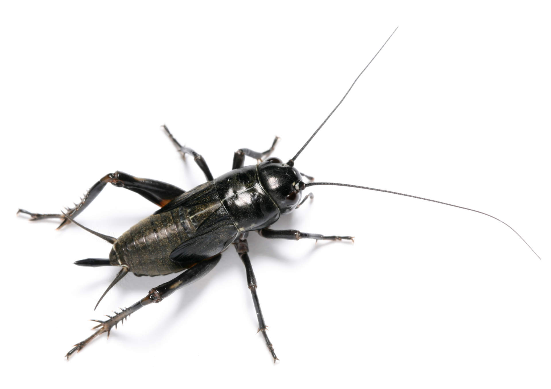 adult black cricket