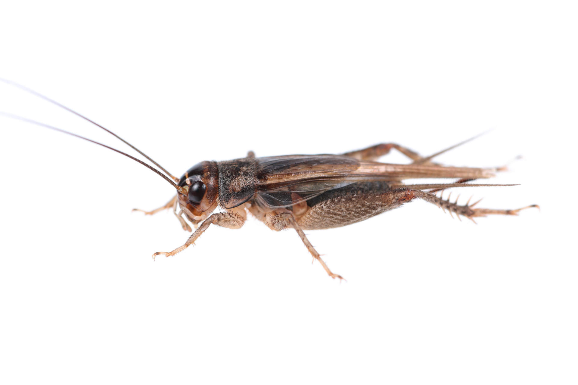 adult cricket
