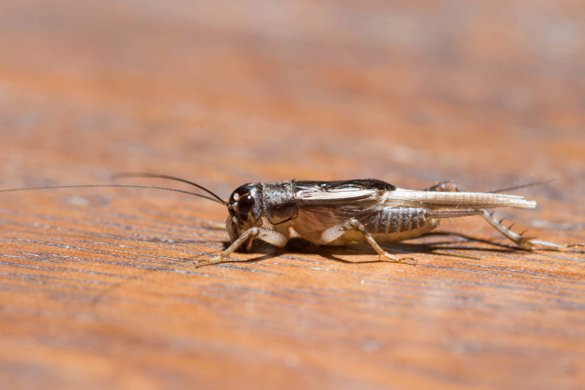 adult cricket