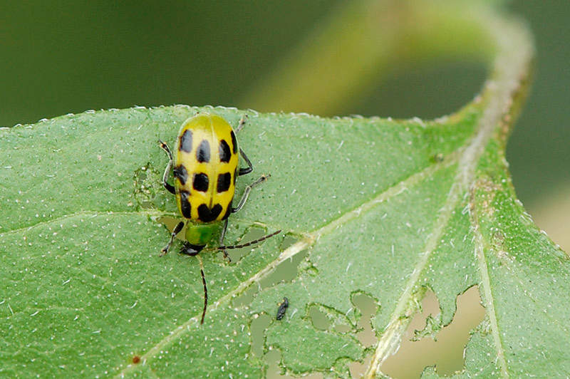 Striped Cucumber Beetles: A New Guide Reviews Management Options for Vexing  Cucurbit Pests